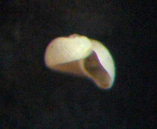 Piccolo gasteropode